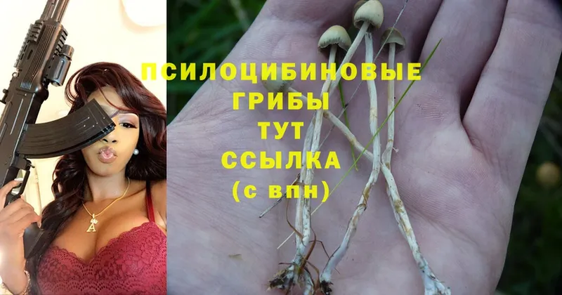 Псилоцибиновые грибы Psilocybe  darknet какой сайт  Нижнекамск 