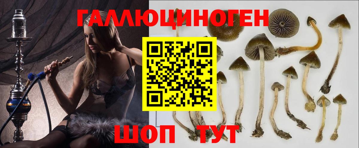 Галлюциногенные грибы Psilocybe Нижнекамск
